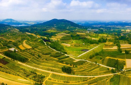 山东青岛西海岸新区海青镇：一片茶叶铺就乡村振兴路