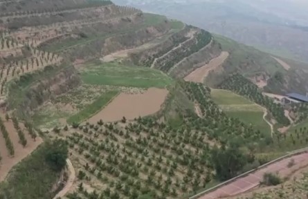 甘肃兰州：荒山变果园 蜜桃挂满枝