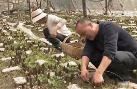 甘肃甘南：发展特色富民产业 为乡村振兴注入活水