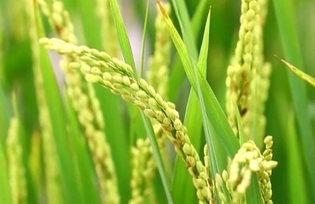 【在希望的田野上】加大农业科技推广力度 促粮食稳产丰收