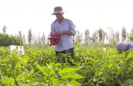 新疆焉耆：色泽饱满枝头挂 火红辣椒迎丰收