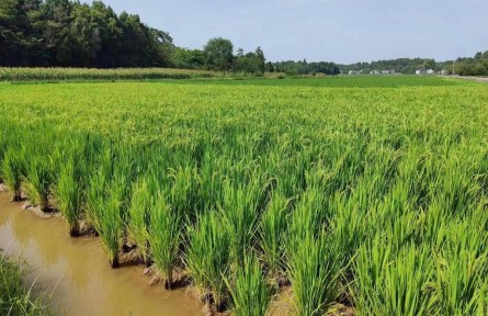 四川多地全力抗旱 保群众用水为农田“解渴”