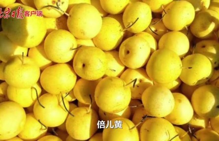 二十四节气｜处暑秋梨最养人，京白梨采摘正当时