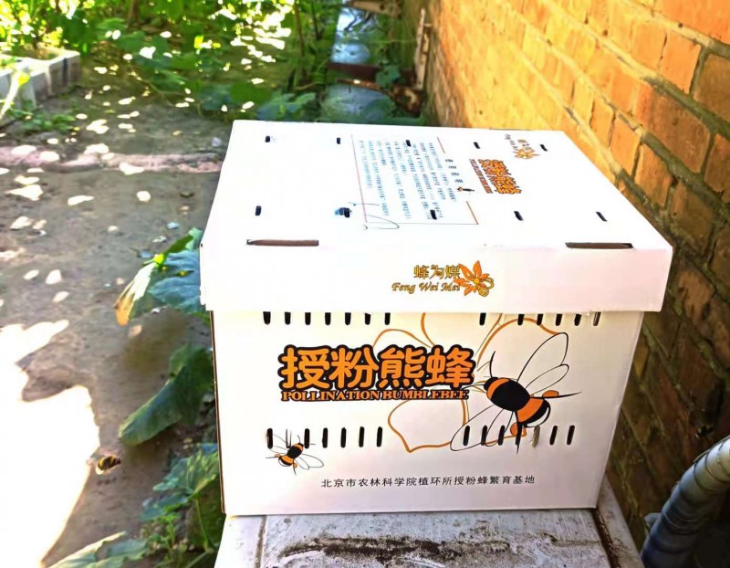 蜂为媒—授粉熊蜂