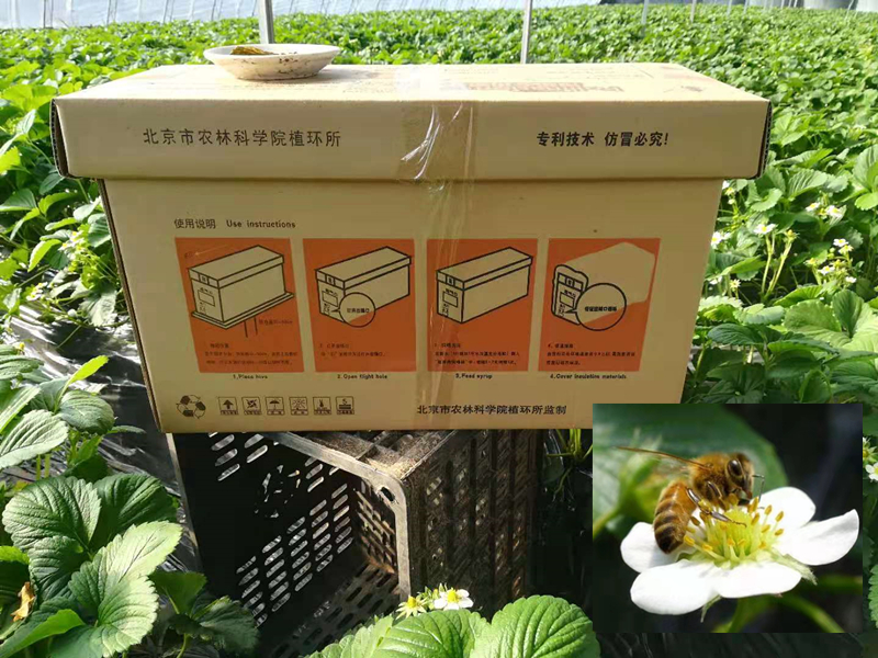 蜂为媒—授粉蜜蜂