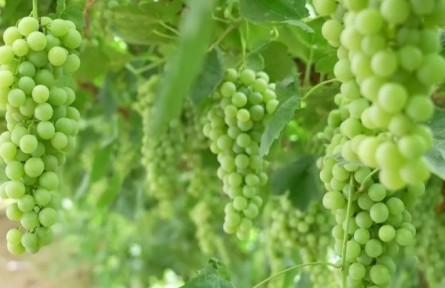 宁夏吴忠：大青葡萄迎丰收 科学种植效益增