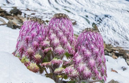 物种故事 | 水母雪兔子：高等植物生存最高海拔纪录保持家族成员