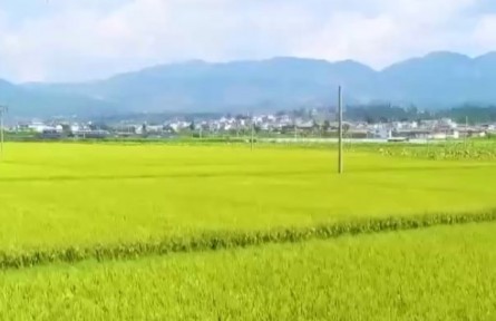 在希望的田野上 科技强力助农 秋粮生产有序推进