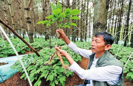 云南昆明将培育10个超亿元中药材单品