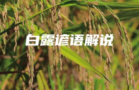 白露谚语知多少