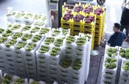浙江嘉兴：大量应季水果上市 供应充足价格稳