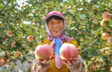 山东青岛胶州市铺集镇：硕果累累满枝头 丰收时节果农忙