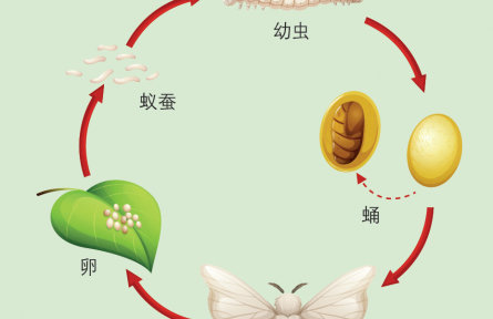 物种故事 | 蚕：缘何只爱吃桑叶？