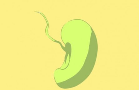 三农词条：种子萌发