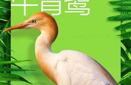 物种故事 | 牛背鹭：湿地里的“放牛郎”