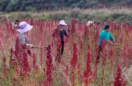 山西静乐：发展藜麦特色产业 助农民增收
