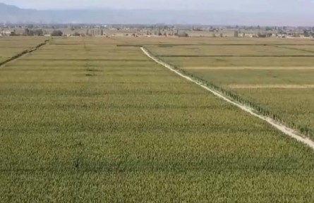 甘肃： 整治撂荒地 扩大粮食种植面积