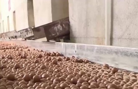 云南临沧：坚果丰收 带动种植户致富