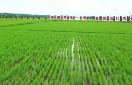 安徽：特色产业谱写乡村振兴新篇章