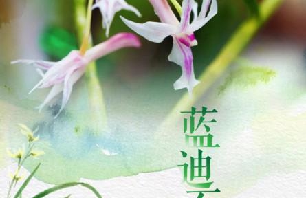 物种故事 | 蓝迪石斛：优雅可人 稍纵即逝