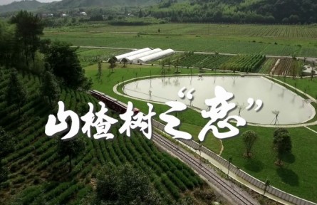 返乡创业大学生朱义迪：山楂树之“恋”