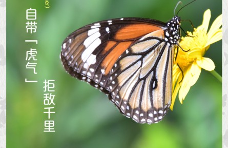 物种故事 | 虎斑蝶：自带“虎气” 拒敌千里