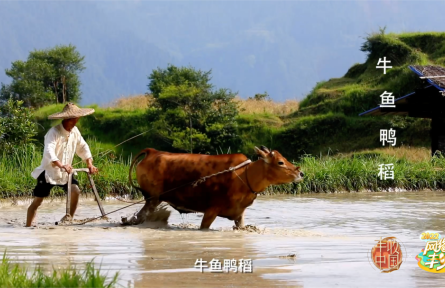 “有牛哥”：用“复古农业”守护记忆中的味道