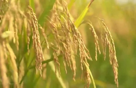【领航中国】夯实大国粮仓根基 端牢中国人的饭碗