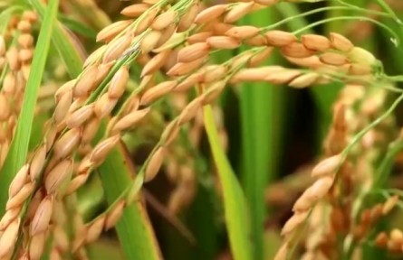 丰收节里话丰收：我国早稻面积和产量均实现增加