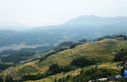 湖南新化：千年梯田收稻时