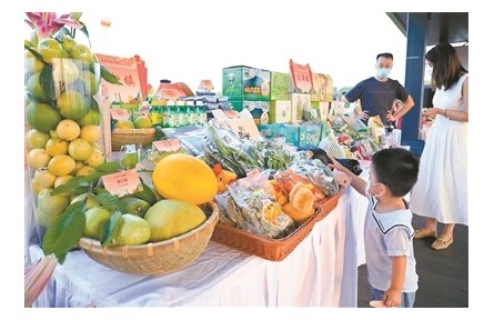 广东广州：丝苗米飘香 “菜篮子”提质