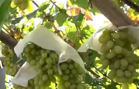 河北：宣化葡萄迎丰收 特色种植结硕果