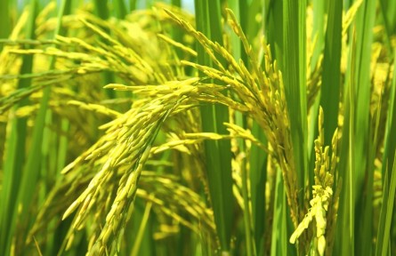 江西信丰：高标准农田精细灌溉 确保粮食稳产丰收
