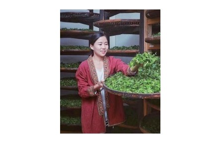 2022年度“全国十佳农民”石濡菲：出山传茶香 上山富茶农