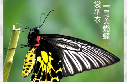 物种故事 | 金裳凤蝶：金裳羽衣 “最美蝴蝶”