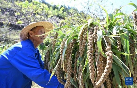 天津：谷子飘香收获忙