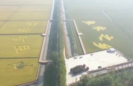 河北雄安新区：稻田丰收在即 鱼米之乡重现