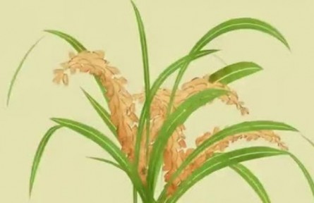 三农词条：植物必需元素