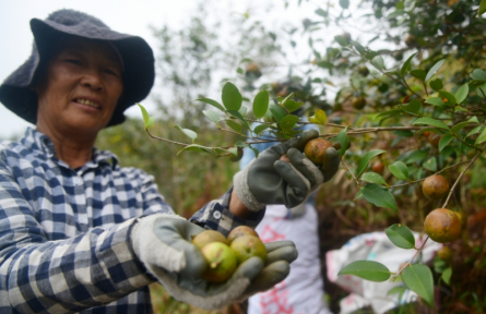 广东逾263万亩油茶即将迎来丰收季