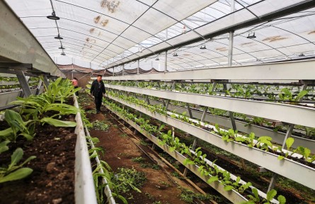 江苏新沂：这里的植物会“说话”