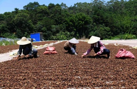 广西容县：香料产业芬芳百姓生活