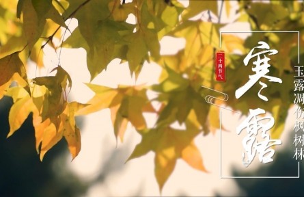 寒露，玉露凋伤枫树林
