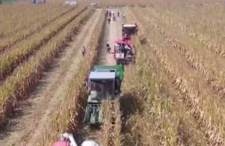 中国大豆主产区大面积开镰收获