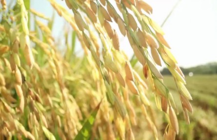 【在希望的田野上】秋收时节 五谷丰登粮满仓