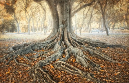 科技名词 | 根圈  rhizosphere