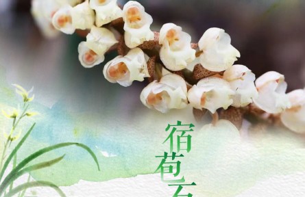 物种故事 | 宿苞石仙桃：晶莹剔透的“项链兰”