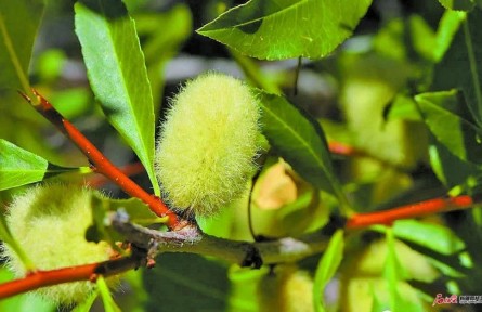 物种故事 | 矮扁桃：巴旦木“近亲” 植物界“活化石”