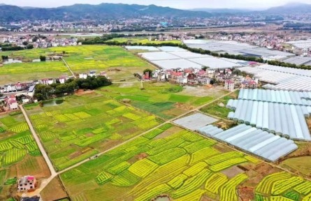江西兴国：“接茬”轮作抢农时 油菜种植育新机