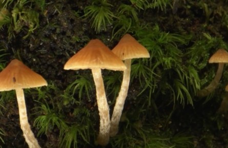 《秘境寻踪》第三季第十集：雨林润物