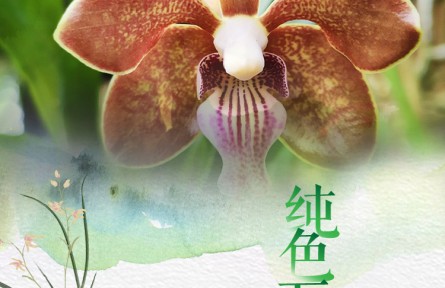 物种故事 | 纯色万代兰：高贵冷艳 浓郁幽香